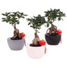 Ficus ginseng en céramique