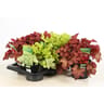 Heuchera mix P17