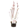 Salix mount aso C2L