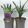 Allium mix c 2l