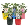 Lavatera - mavla c 3l pot coloré