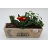 Composition jardinière de 27cm en bois avec 4 plantes