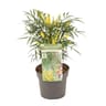 Mahonia soft cares C3L