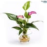 Anthurium pot décor avec réserve d'eau