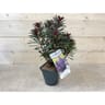 Euphorbia characias miner's merlot C.4L RC