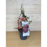 Chaenomeles superba Texas scarlet (rouge) C.4L RC