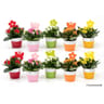 Kalanchoé en céramique printemps