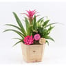 Composition gwada 3 plantes
