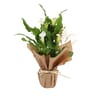 Arum Pot 14 corolle