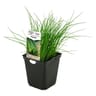 Ciboulette pot 1litre