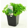 Persil frise pot 1 litre