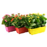 Kalanchoe jardinière 27 cm