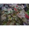 Heuchera dinosaur varies c4/c4,5