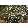 Convolvulus varies c4/4,5