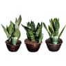 Sanseveria coupe 20 cm couleur bronze ou blanche touffe