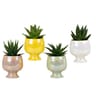 Succulente dans pot céramique