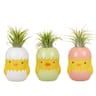 Tillandsia pot chicky