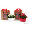 Kalanchoe coupe céramique sac cadeau