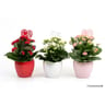 Kalanchoe pot céramique
