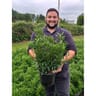 Prunus laurocerasus forme erigee c4/c4,5