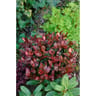 Photinia fraseri little red robin c4/c4,5