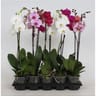 Phalaenopsis 1 tige pot de 12 cm hauteur 55/75cm