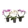 Phalaenopsis en forme de coeur