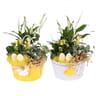 Composition  2 plantes dans un pot decor en forme d'oeuf