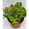 Crassula pot 12cm