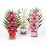 Cymbidium verre 3 fleurons