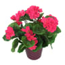 Géranium artificiel en pot rose clair