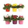 Primula ruben's p14