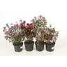 Azalea japonica c2l