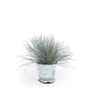 Festuca glauca compact blue p10.5