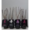 Syringa vulgaris mix C 2L 30/40 3/4 branches