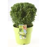 Euonymus Green Wonder boule C 5L  25/+