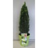 Euonymus Green Wonder pyramide C 5L  40/+