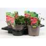 Geum mix C 2L