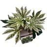 Fatsia Spiderweb p17