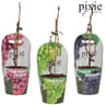 Vitis vigne de table mix P14 avec cache-pot