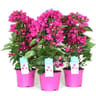 Bougainvillea vera deep purple mix pyramide p17 60/+ cm