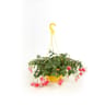 Fuschsia pot suspension diamètre 25 cm