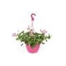 Geranium suspension de 25 cm
