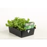 Salade batavia vert barq de 12