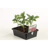 Tomate cerise rouge barq x4