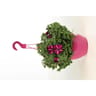 Surfina pot suspension diamètre 25 cm