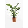 Strelitzia  HT180 cm C18L