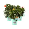 Hibiscus P20