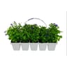 Lobelia barquette de 10