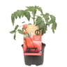 Tomate greffée C.D.B  corazon P13